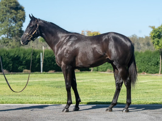 Lot 739: Diatonic (JPN) / Da Capo (JPN)