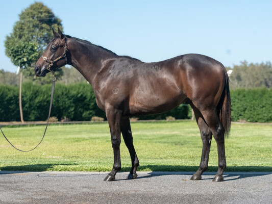 Lot 754: Tagaloa / Derive