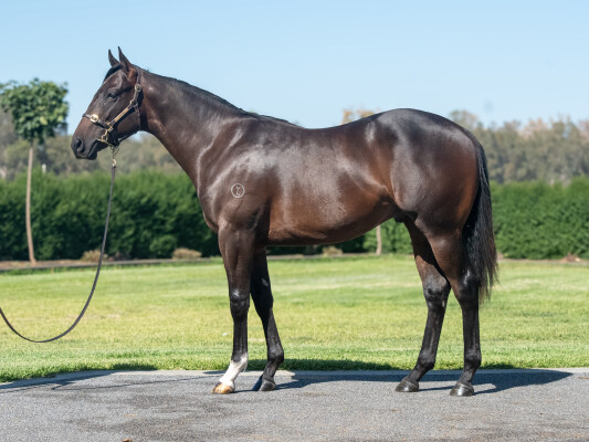 Lot 759: Diatonic (JPN) / Diamond Delight (NZ)