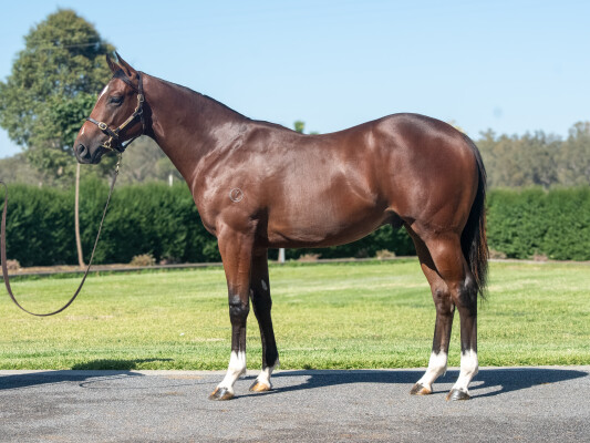 Lot 764: Lucky Vega (IRE) / Divine Herald (GB)
