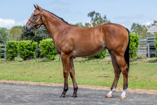 Lot 789: Ole Kirk / Euphoric Summer