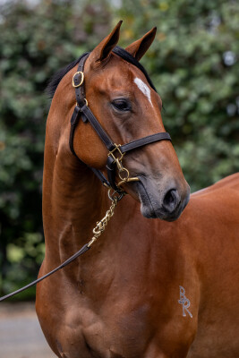 Lot 789: Ole Kirk / Euphoric Summer