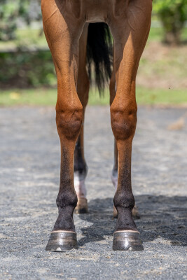 Lot 789: Ole Kirk / Euphoric Summer