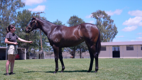 Lot 73: Zousain / Hyperlink