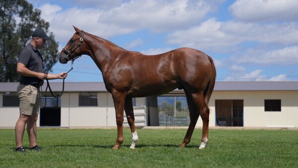 Lot 161: Trapeze Artist / Magic Obsession