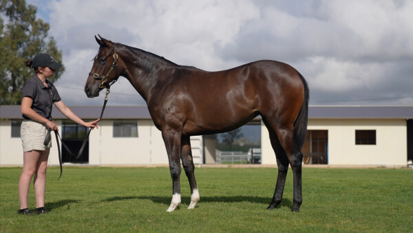 Lot 179: Lucky Vega (IRE) / Memorable Miss (NZ)
