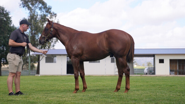 Lot 266: Pinatubo (IRE) / Ollagua