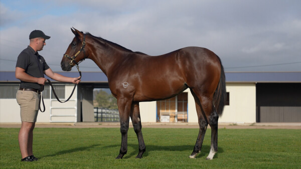 Lot 391: Farnan / Sauvignon