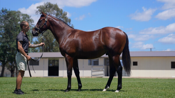 Lot 408: Alabama Express / Shamar