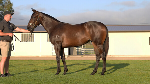 Lot 424: So You Think (NZ) / Shoal Bay