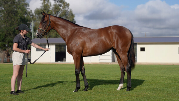 Lot 431: Bivouac / Silent Entrance (GB)