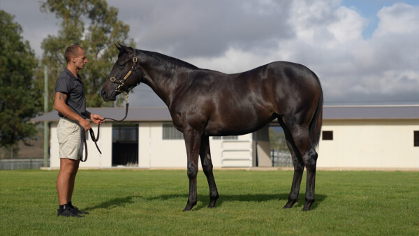 Lot 465: Lucky Vega (IRE) / Stealthediamonds (USA)