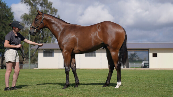 Lot 469: Hitotsu / Stormborn