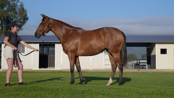 Lot 494: The Autumn Sun / Talimena