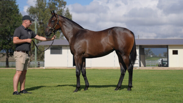 Lot 540: Alabama Express / Tydiva