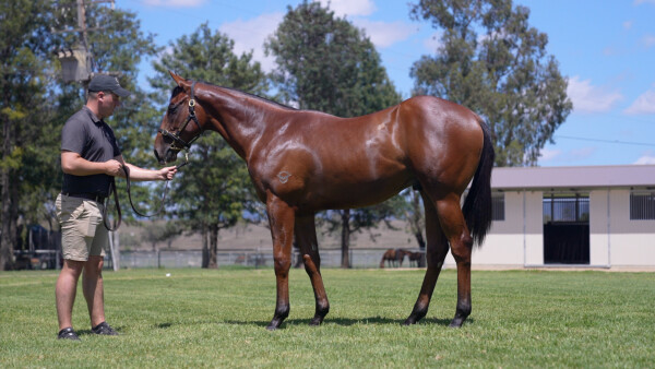 Lot 574: Justify (USA) / Weona Karioi