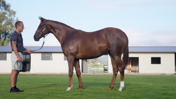 Lot 665: Starspangledbanner / Bella Epoch