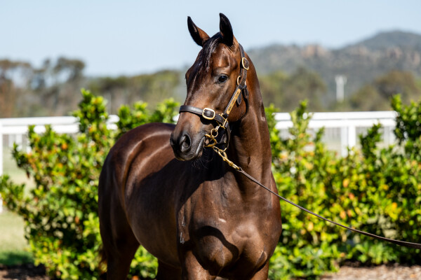 Lot 31: All Too Hard / Giggle