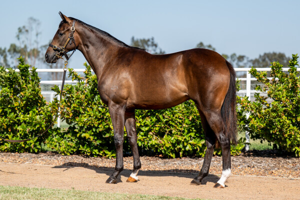 Lot 31: All Too Hard / Giggle