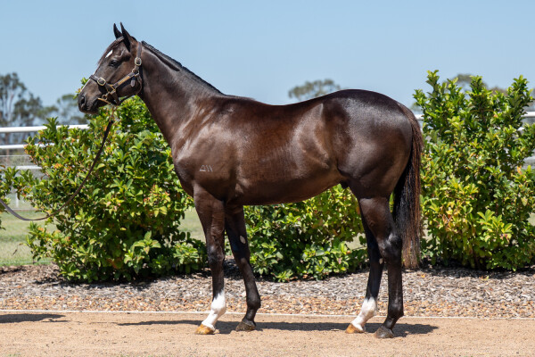 Lot 613: Wild Ruler / Actuarial