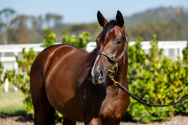 Lot 510: Star Turn / The Tide is High (NZ)