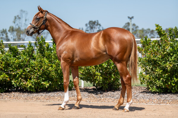 Lot 533: Churchill (IRE) / Tsarina