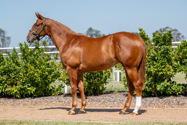 Lot 262: Ole Kirk / Oh Say