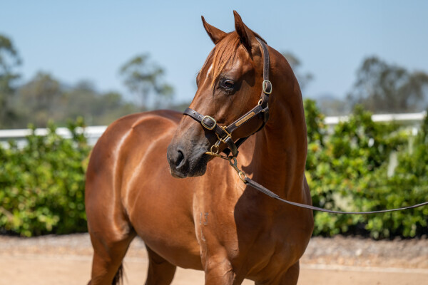 Lot 462: Harry Angel (IRE) / Sretan