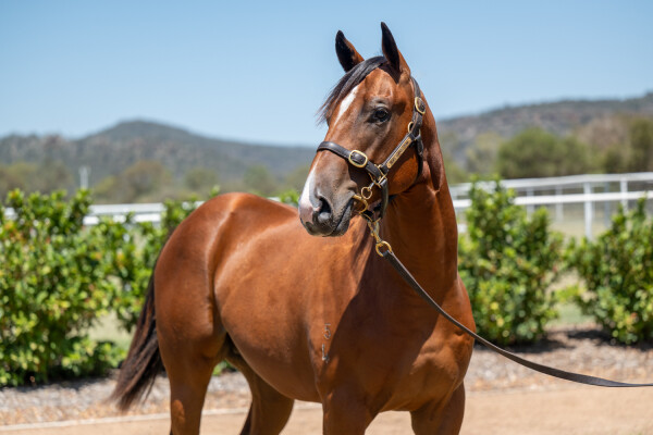 Lot 722: Spirit of Boom / Cloudwatch