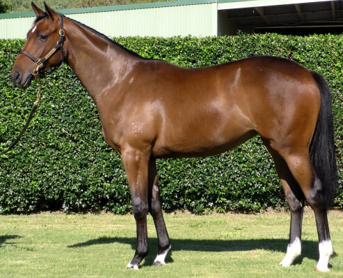 Lot 306: Brave Smash (JPN) / Pindan Pearl