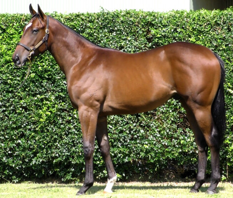 Lot 105: In the Congo / Kasuga (CAN)