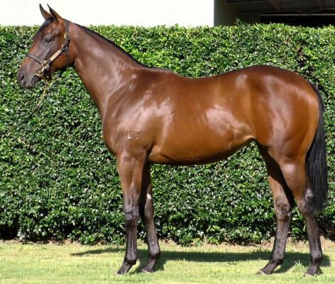 Lot 244: Zousain / Never Forget (FR)