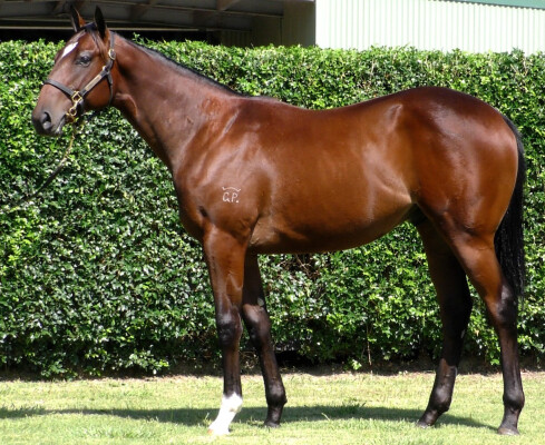Lot 255: Wild Ruler / Nothingbutflowers (USA)