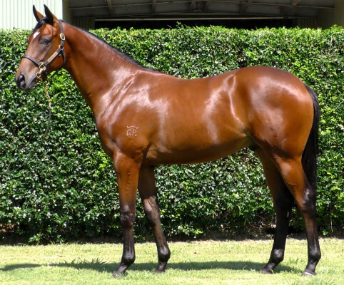 Lot 427: Better Than Ready / Show Bender