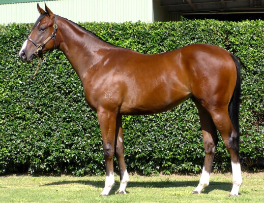 Lot 606: Bivouac / Zoofari