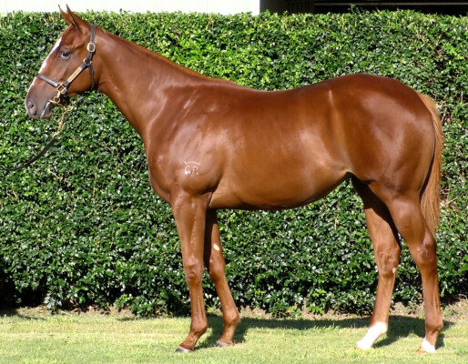 Lot 660: Tiger of Malay / Beach Babe