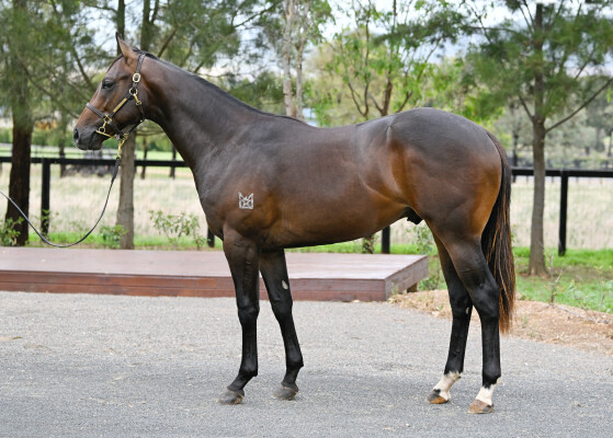 Lot 43: Pierata / Goldylux