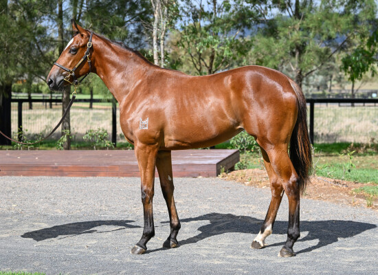 Lot 114: Extreme Choice / Kuramae