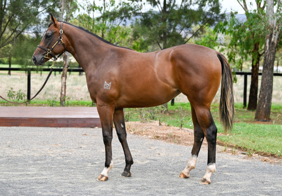 Lot 129: Russian Revolution / Lasarla (NZ)