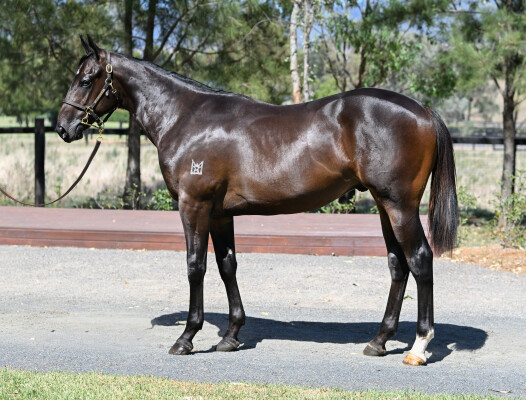 Lot 222: Cosmic Force / Munjai