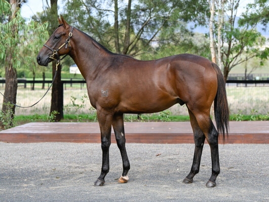 Lot 245: Too Darn Hot (GB) / Nevershotthedeputy
