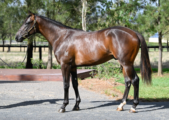 Lot 409: Artorius / Shamurt