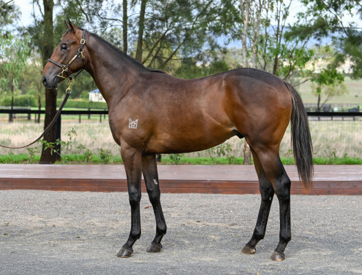 Lot 685: State of Rest (IRE) / Buccellati (NZ)
