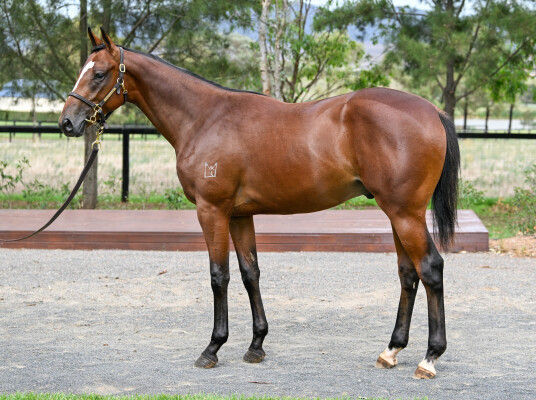 Lot 702: State of Rest (IRE) / Catalina de Lago (NZ)