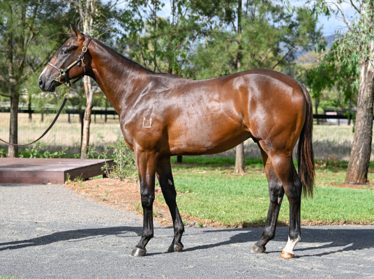 Lot 714: Brazen Beau / Chicquita