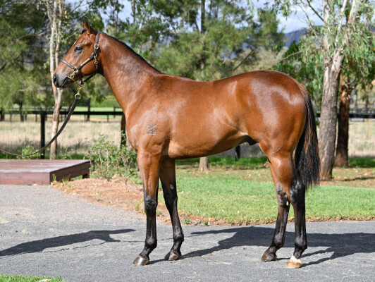 Lot 721: Wild Ruler / Cleocatra