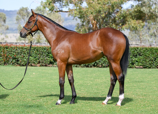 Lot 153: Hellbent / Lucky Legacy