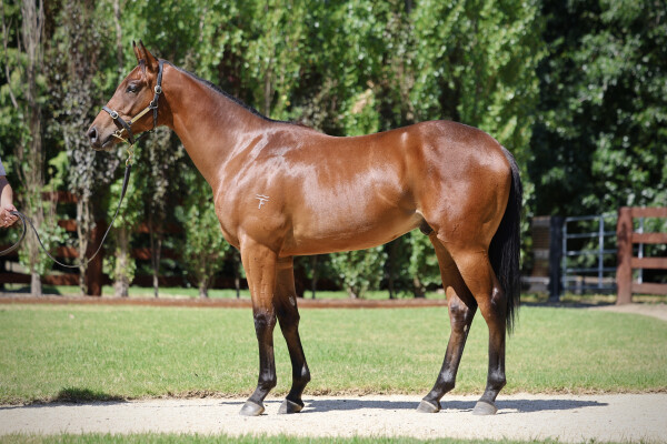 Lot 134: Stronger / Lepreezy