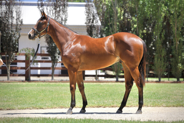 Lot 169: Capitalist / Maroon Magic