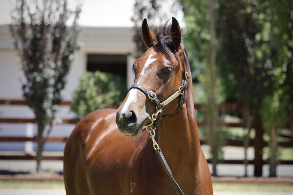 Lot 169: Capitalist / Maroon Magic